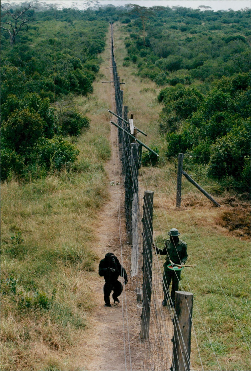 Kenya Nature Reserve - Vintage Photograph