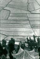 Reisfelder - Vintage Photograph