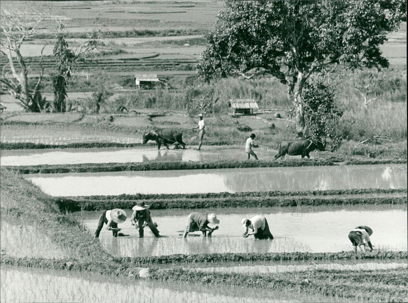 Philippinen / Reisanbau - Vintage Photograph