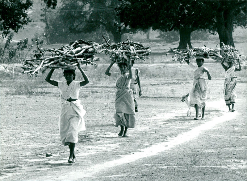 Feuerholz - Vintage Photograph