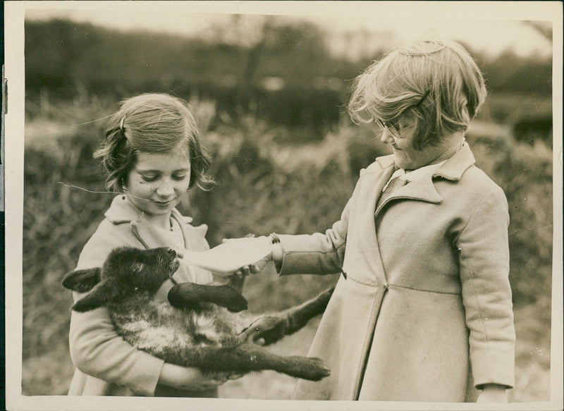 Girls Feeding a Baby Lamb - Vintage Photograph
