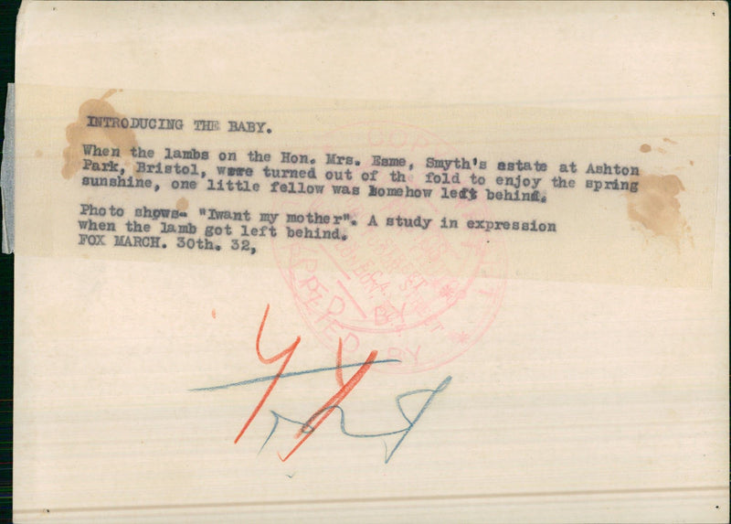 Lambs at the Ashton Park Bristol - Vintage Photograph