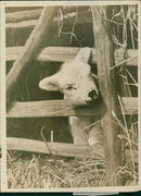 Lambs at the Ashton Park Bristol - Vintage Photograph