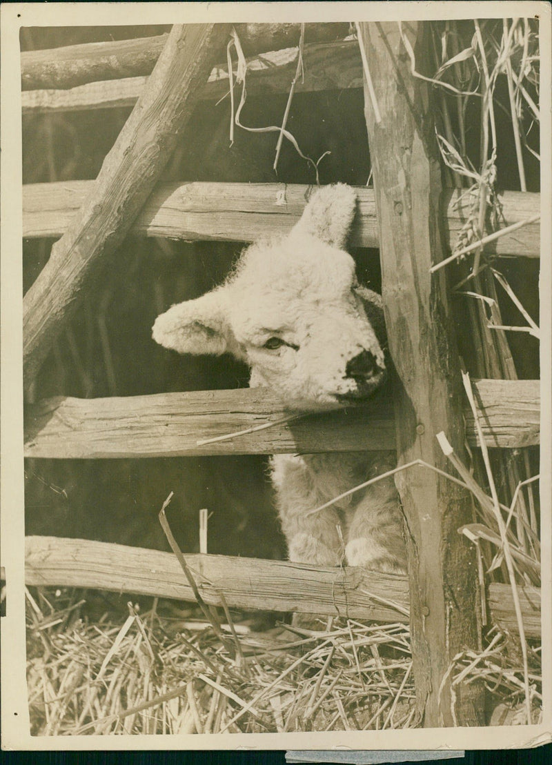 Lambs at the Ashton Park Bristol - Vintage Photograph