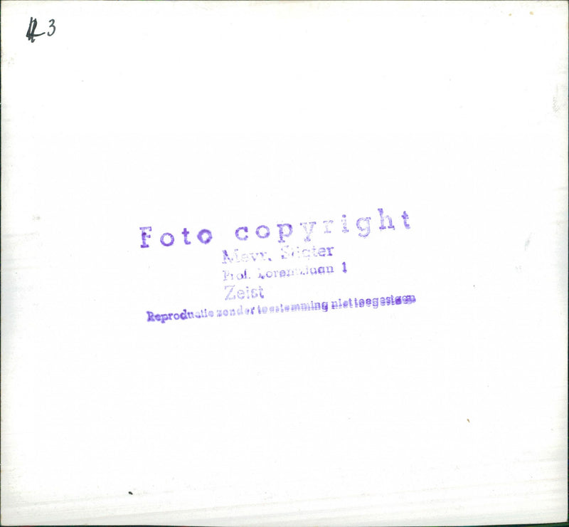 Tulips in Greenhouse - Vintage Photograph