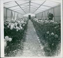 Tulips in Greenhouse - Vintage Photograph