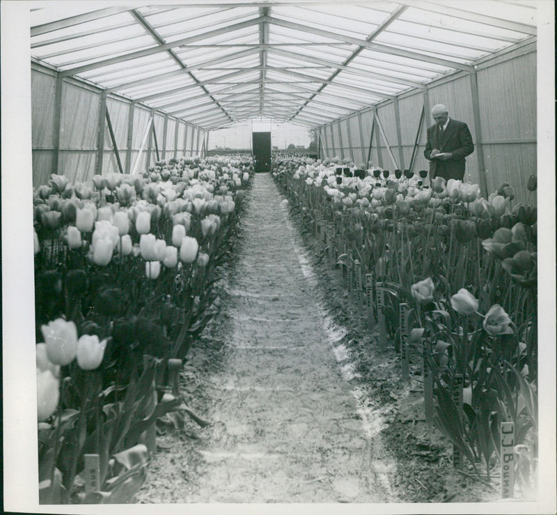 Tulips in Greenhouse - Vintage Photograph
