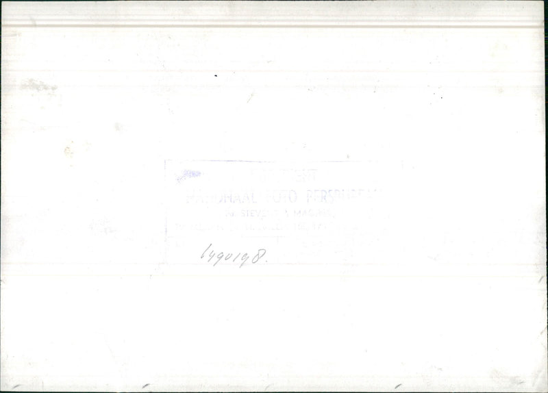 Calf - Vintage Photograph