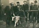 Calf - Vintage Photograph