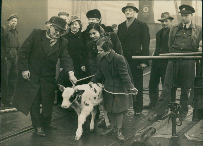 Calf - Vintage Photograph