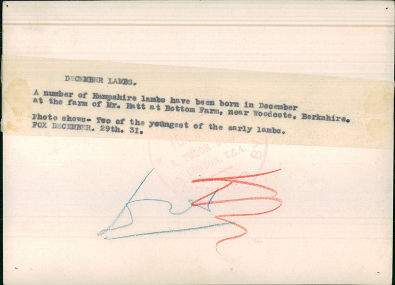 Hampshire Lambs - Vintage Photograph