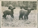 Hampshire Lambs - Vintage Photograph