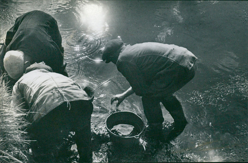 Ponds - Vintage Photograph