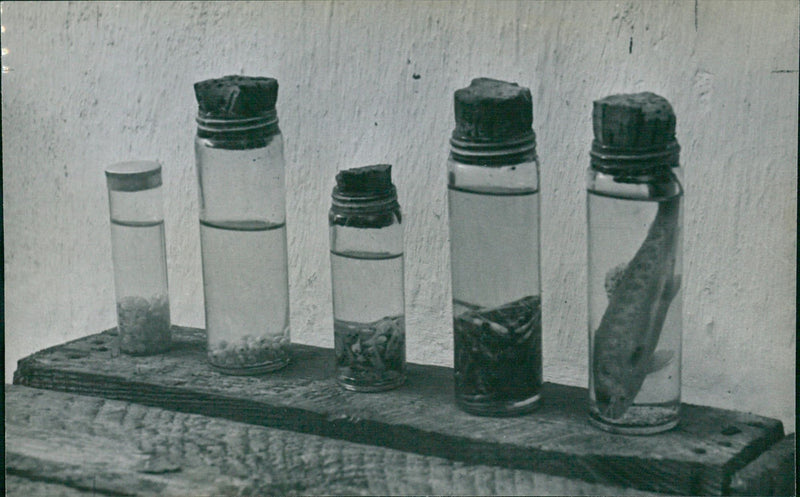 Growing stages of trout fish - Vintage Photograph