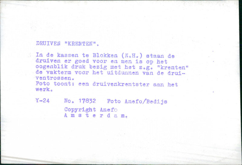 Grapes - Vintage Photograph