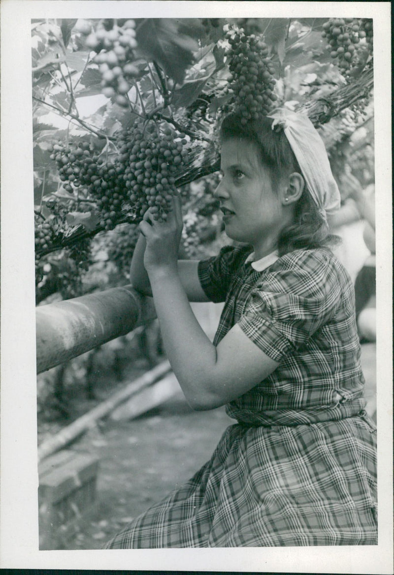 Grapes - Vintage Photograph