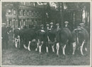 Cows - Vintage Photograph