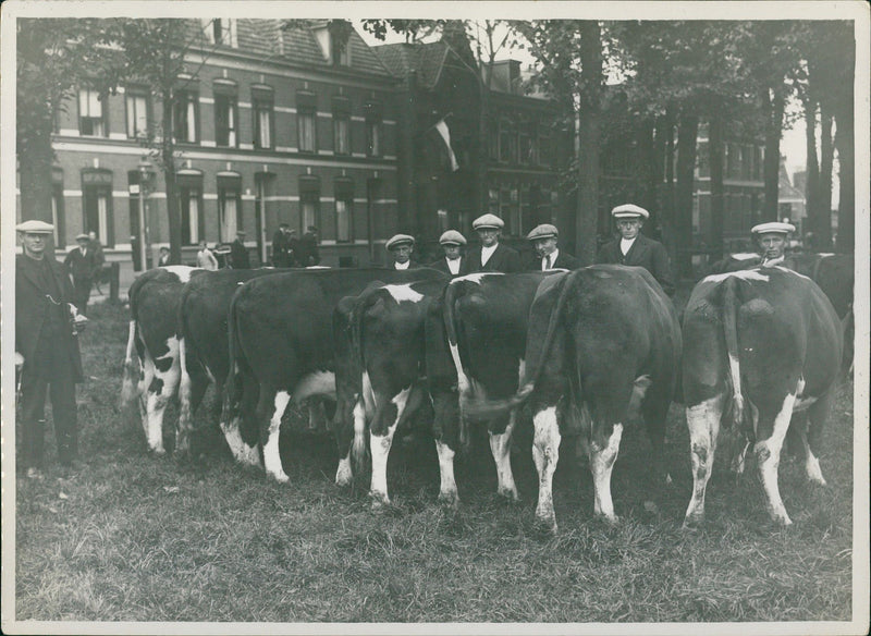 Cows - Vintage Photograph