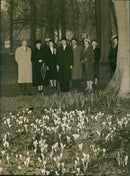 Daffodills - Vintage Photograph