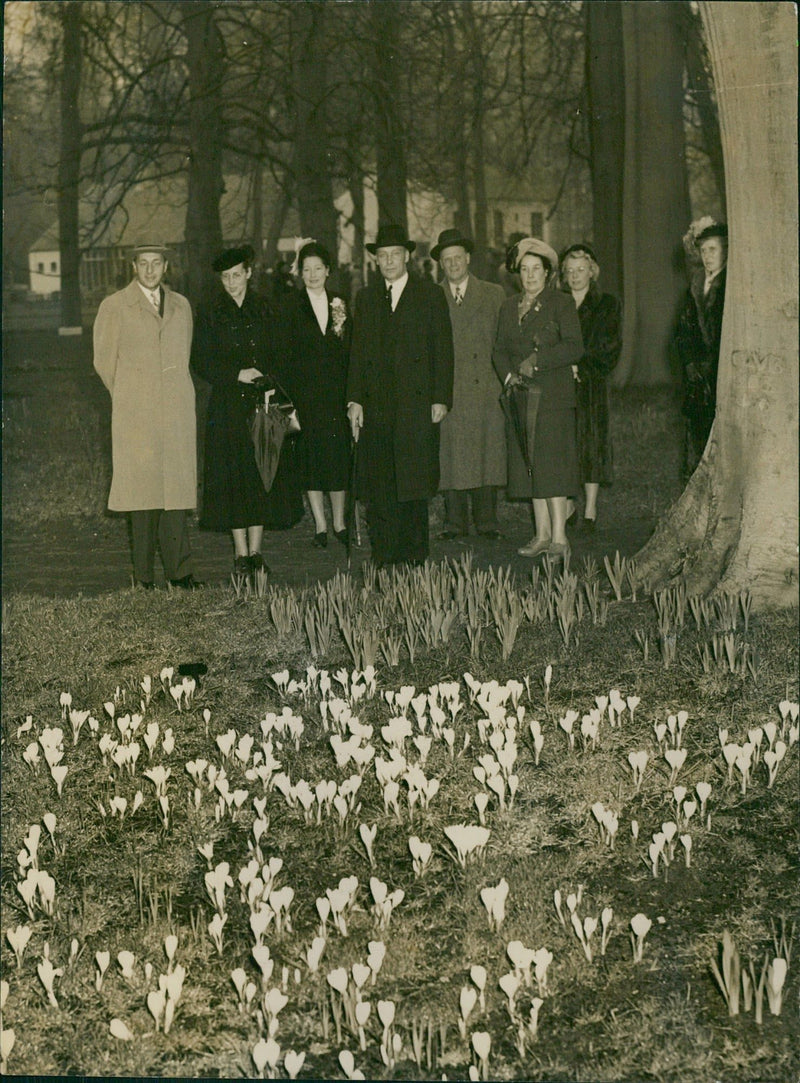 Daffodills - Vintage Photograph