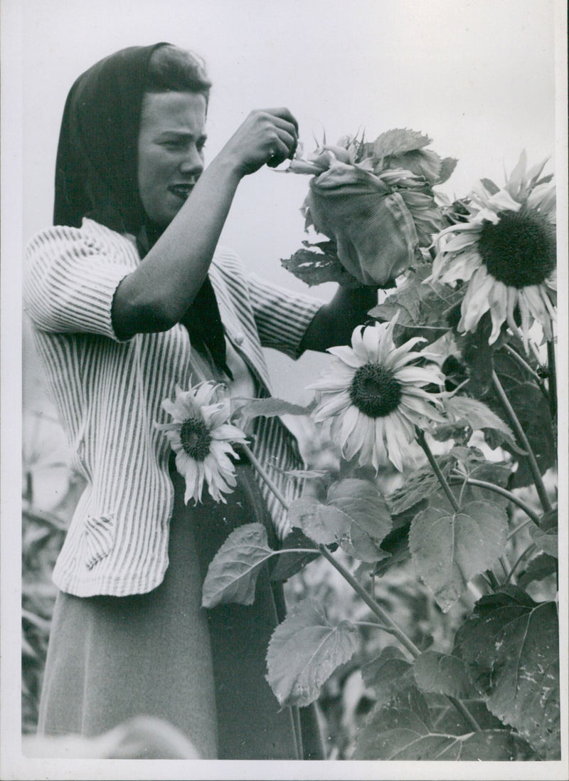 Sunflower protection, Haarlem 1942 - Vintage Photograph