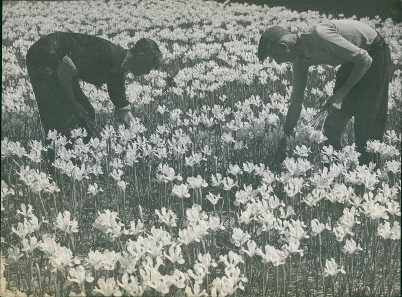 Tulip fields - Vintage Photograph
