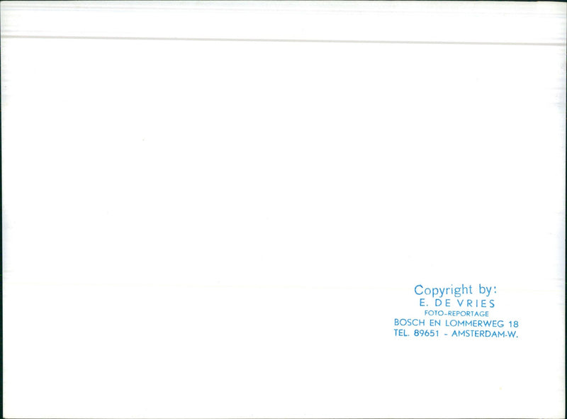 Birth of a calf - Vintage Photograph