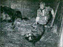Birth of a calf - Vintage Photograph