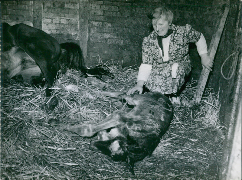 Birth of a calf - Vintage Photograph