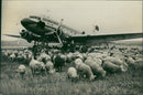 Sheep grazing - Vintage Photograph