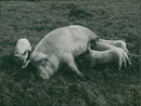 Pig with piglets - Vintage Photograph