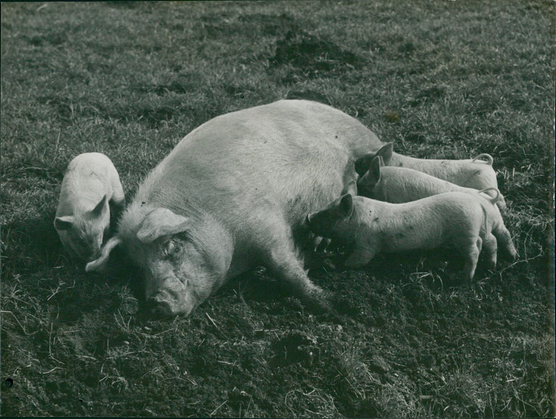 Pig with piglets - Vintage Photograph