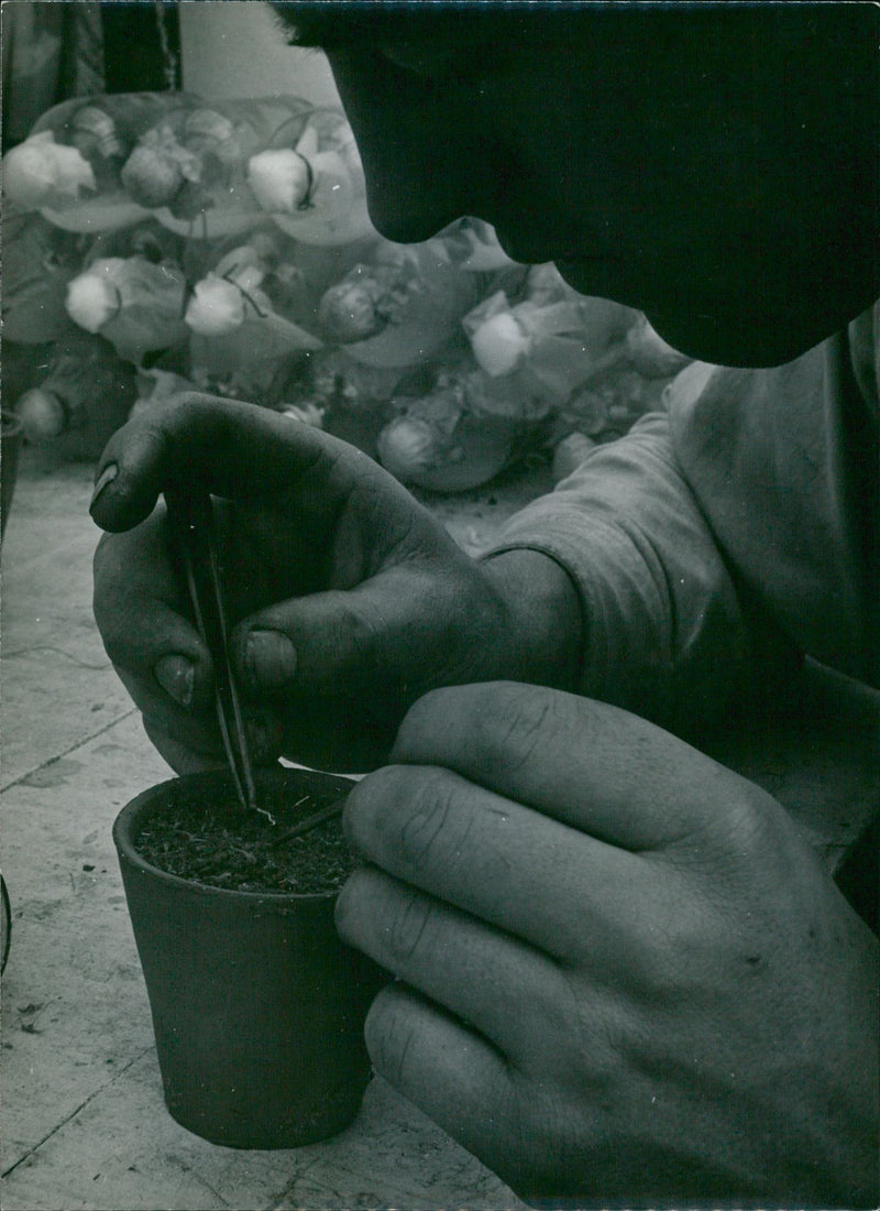 Seeds - Vintage Photograph