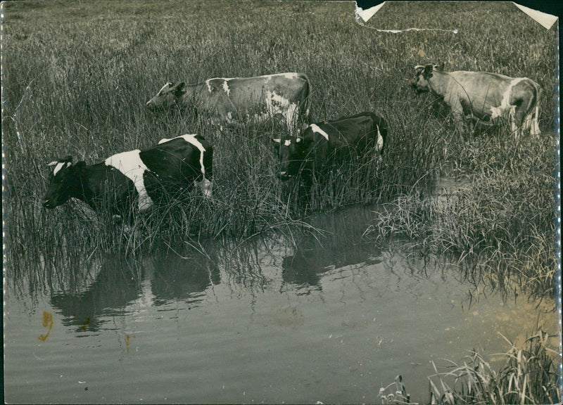 Cows in a field - Vintage Photograph