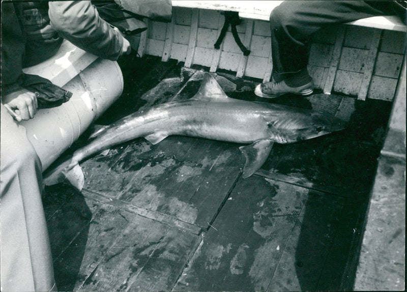 White sturgeon - Vintage Photograph