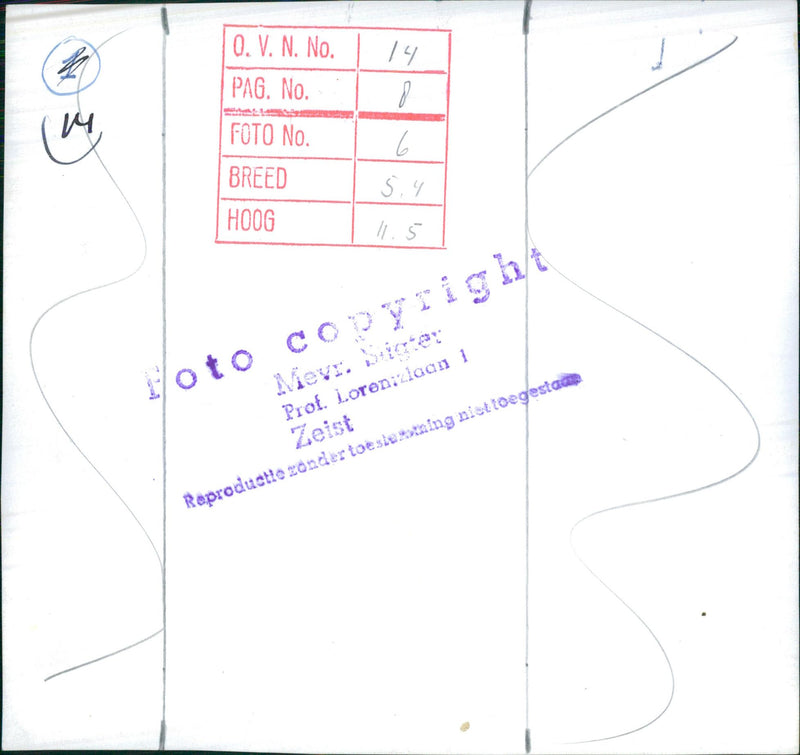 Hyacinth flowers - Vintage Photograph