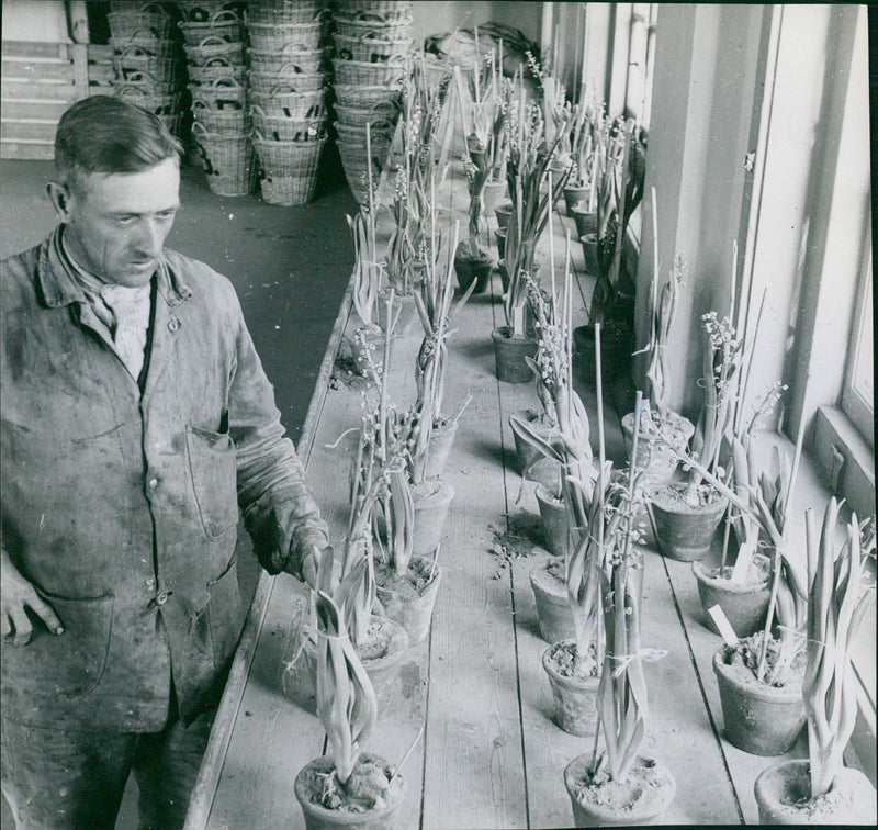 Hyacinth flowers - Vintage Photograph