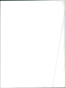 Lined up trees - Vintage Photograph