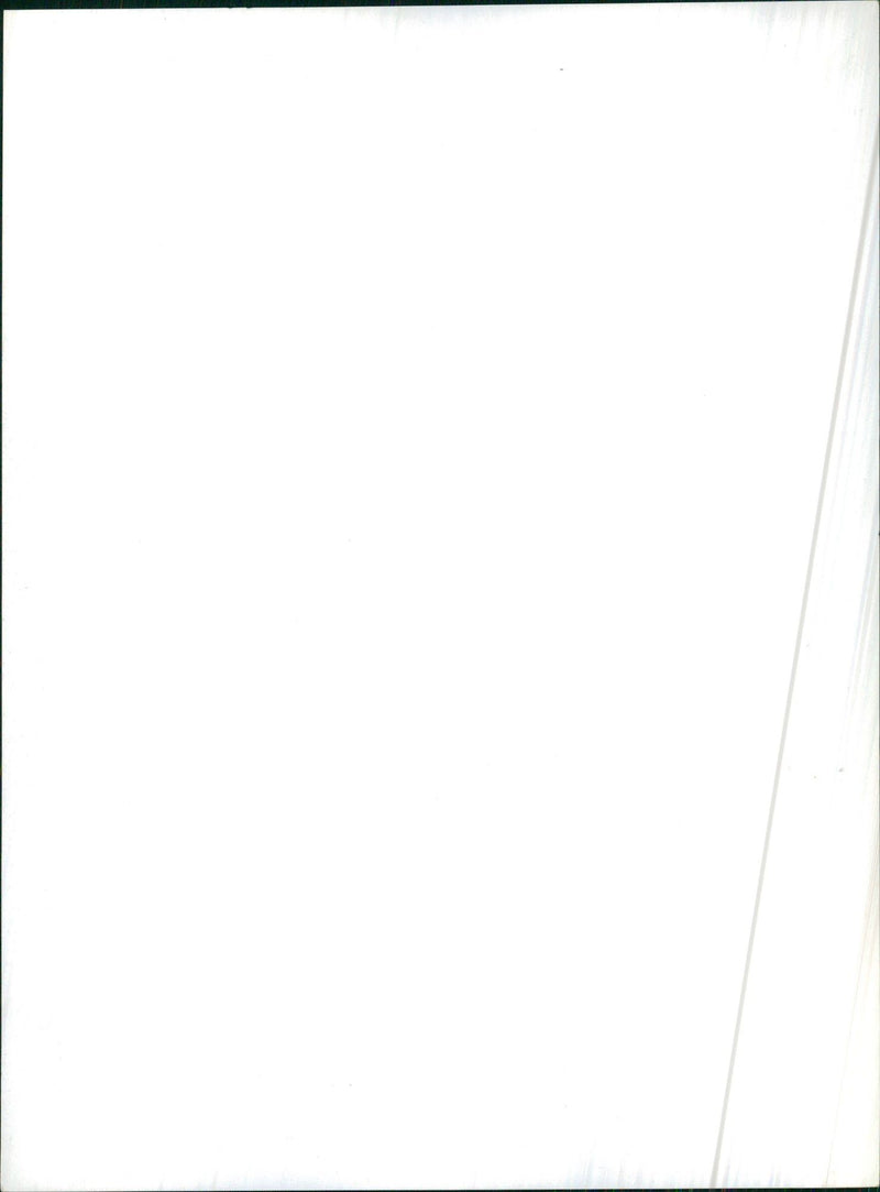 Lined up trees - Vintage Photograph