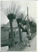 Lined up trees - Vintage Photograph
