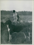 Hunting dogs - Vintage Photograph