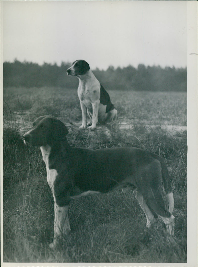 Hunting dogs - Vintage Photograph