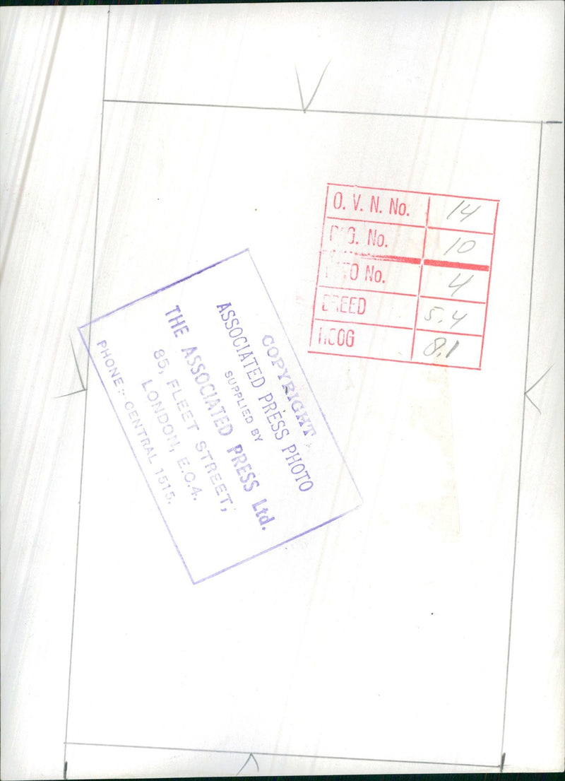 Black cat - Vintage Photograph