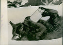 Black cat - Vintage Photograph