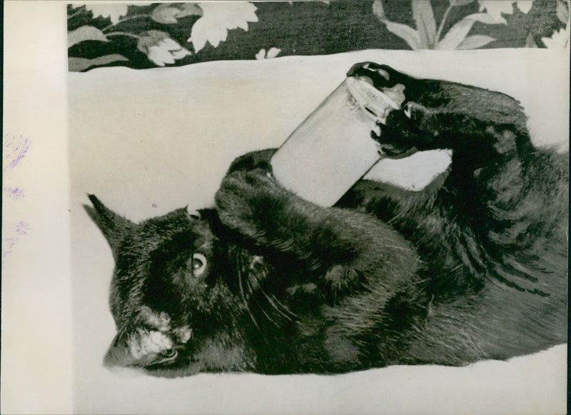 Black cat - Vintage Photograph