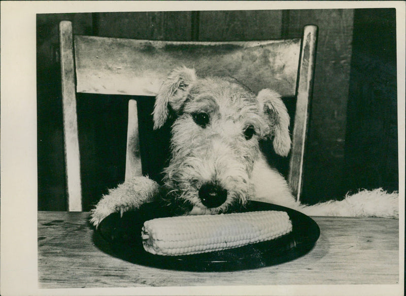 Dog - Vintage Photograph