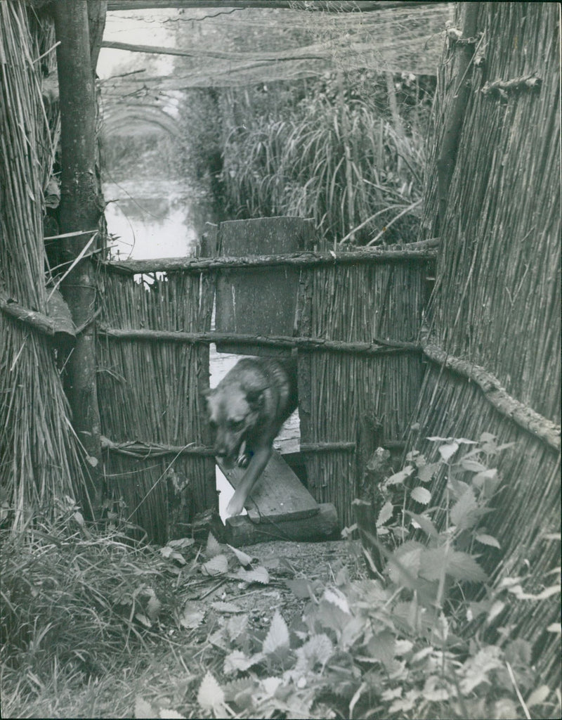 Dog - Vintage Photograph