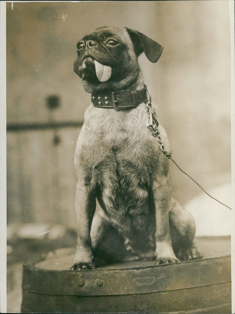Dog - Vintage Photograph