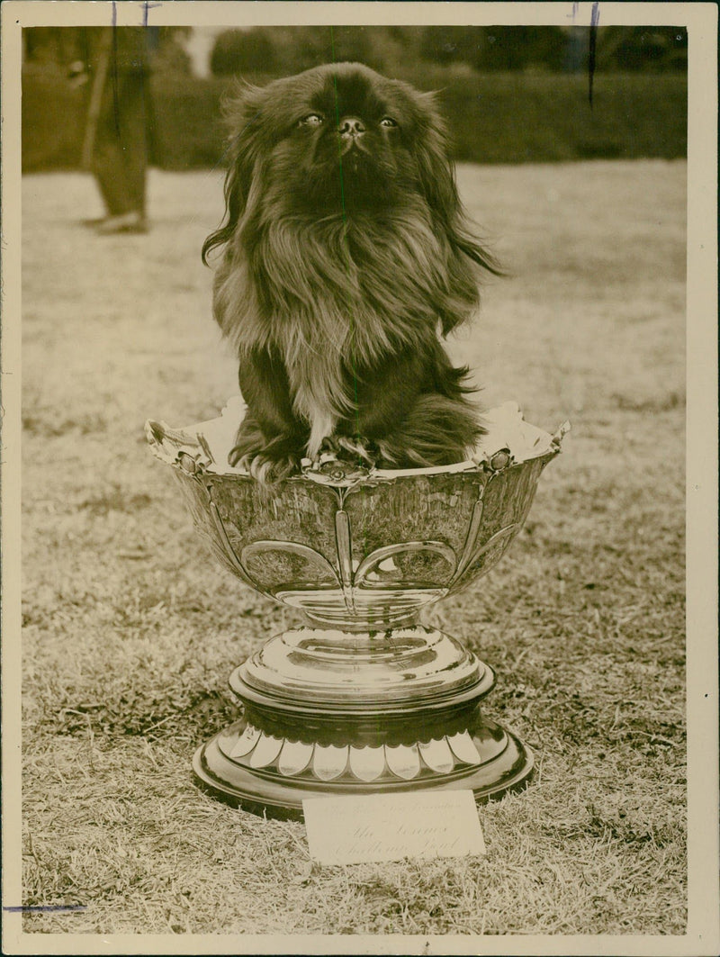 Winner of the dog show - Vintage Photograph