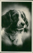 Dog card - Vintage Photograph